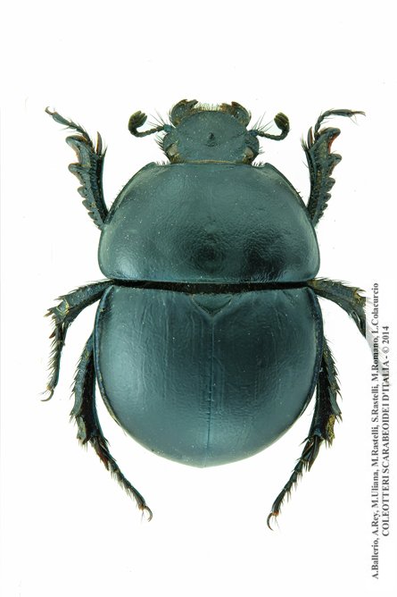 Jekelius intermedius, femmina
